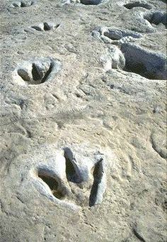 dinosaur-footprints.jpg